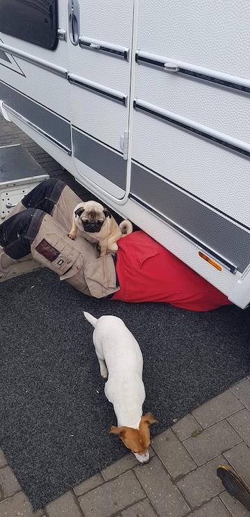 Pug sitting on Craig whilst working.